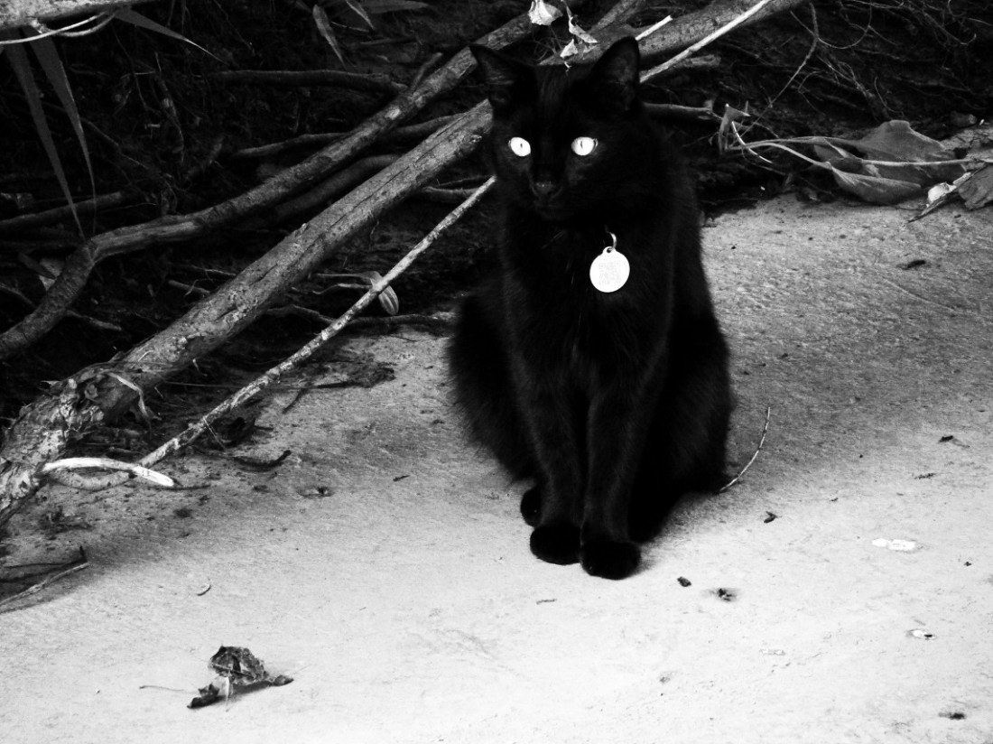 blackcatsitsoutside_b&w_waynemccracken