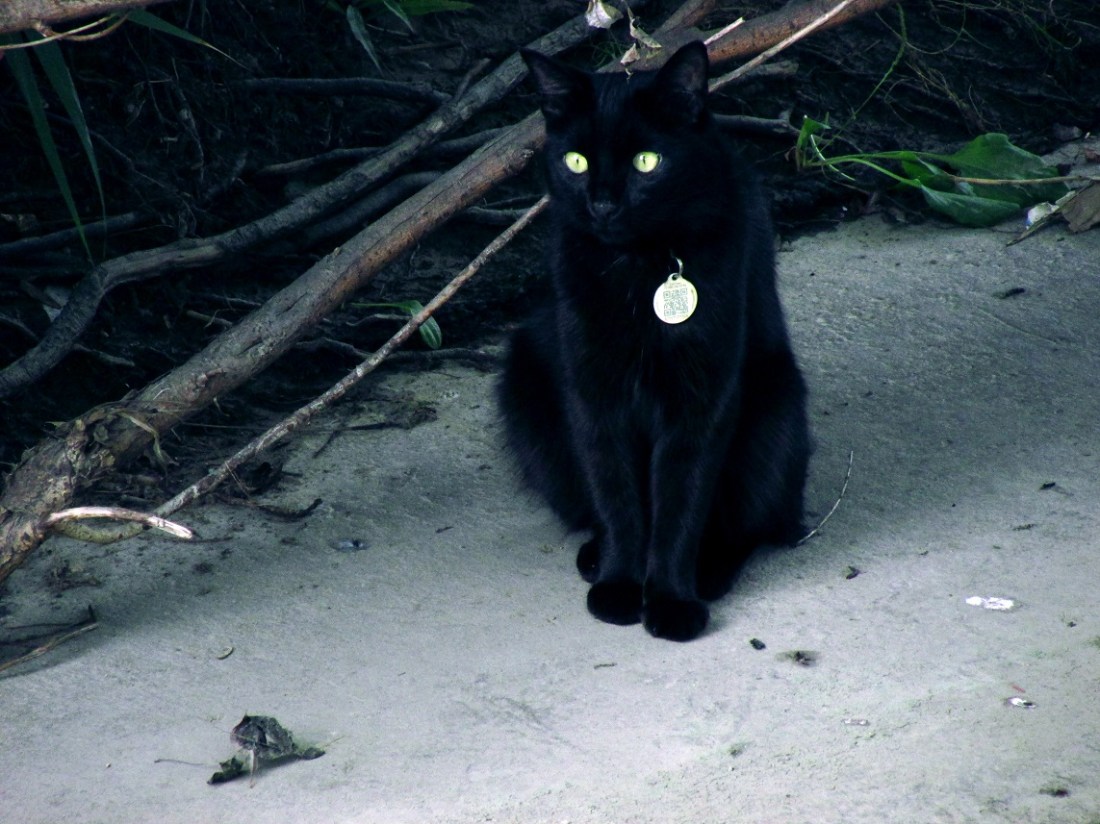 blackcatsitsoutside_waynemccracken